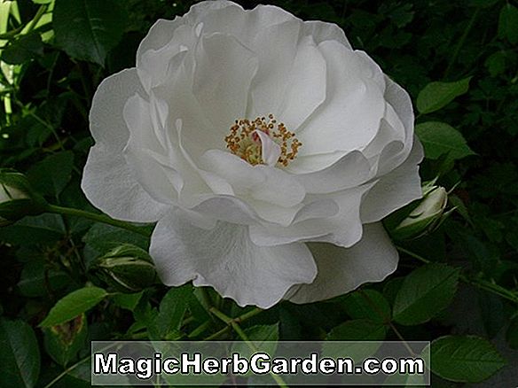 Rosa (Kew Rambler Rose)