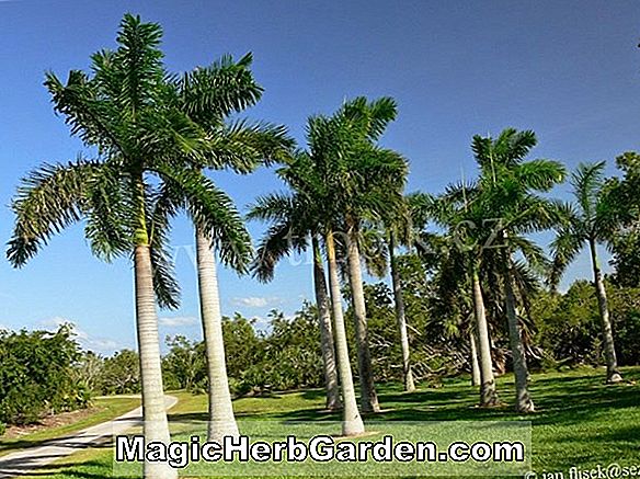 Roystonea caribaea (Royal Palm)