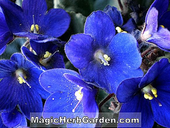 Saintpaulia ionantha (Blue Imp African Violet)