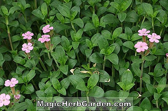 Tumbuhan: Saponaria ocymoides (Saponaria)