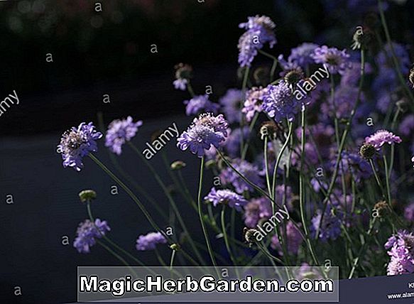 Scabiosa columbaria (Butterfly Blue Scabious Kecil)