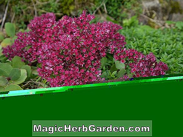 Sedum (Ruby Glow Sedum)