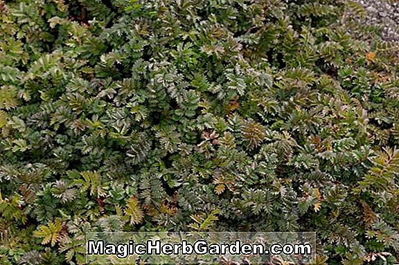 Sedum brevifolium (Stonecrop)