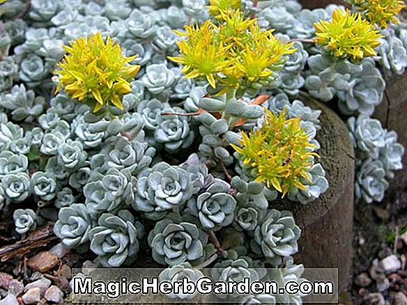 Sedum spathulifolium (Stonecrop) - #2