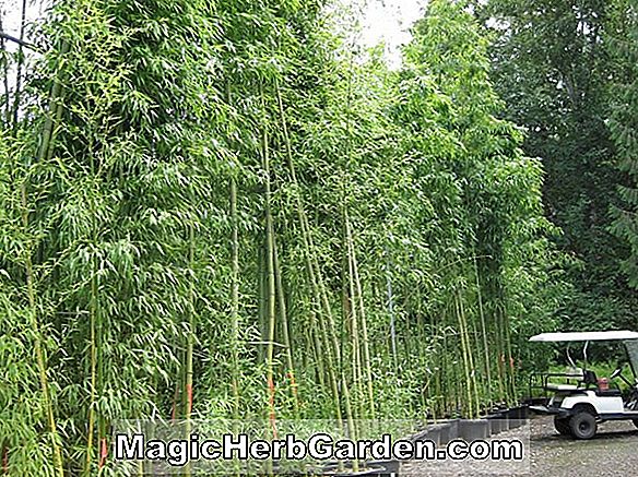 Semiarundinaria fortis (Bambu) - #2