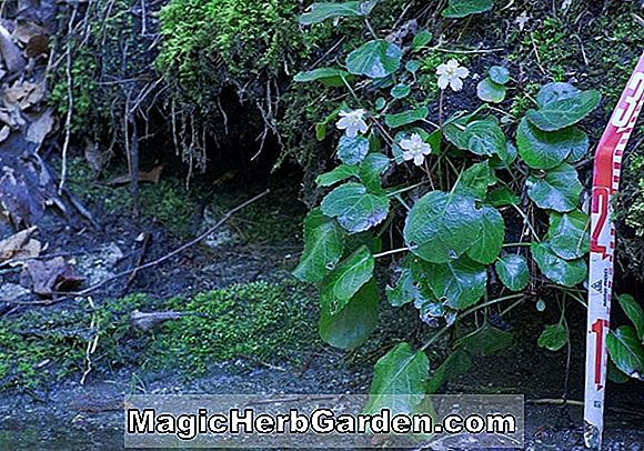 Shortia galacifolia (Oconee Bells)