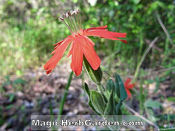 Silene californica (California Indian Pink)