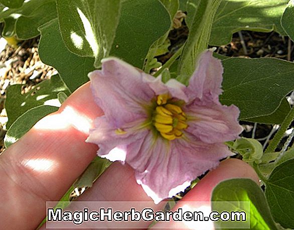 Solanum melongena (Imperial Black Beauty Eggplant)