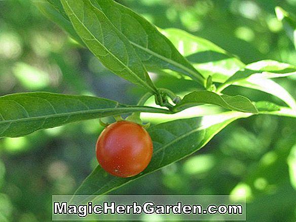 Solanum pseudocapsicum (Cherry Natal)