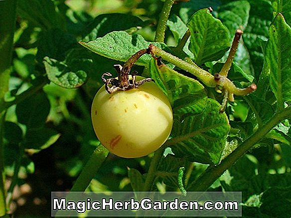 Solanum tuberosum (Redsen Potato)