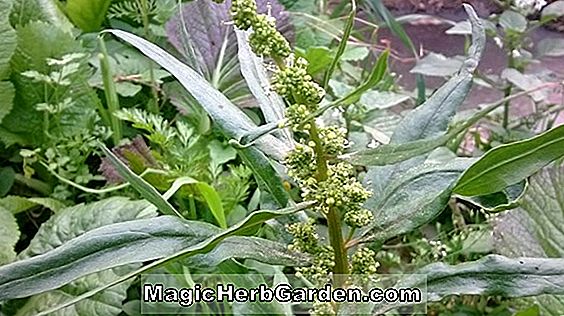 Spinacia oleracea (Teton Bayam)