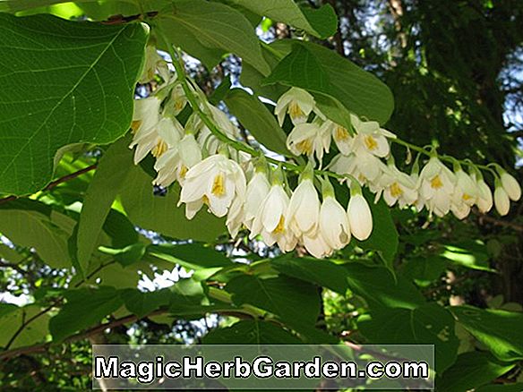 Styrax obassia (Harum Snowbell)