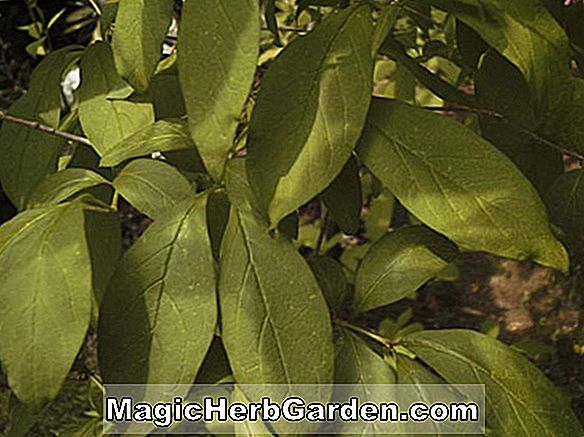 Syringa villosa (Late Lilac) - #2