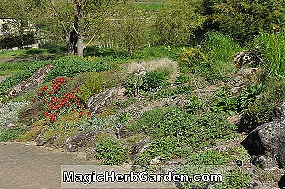Syringa vulgaris (Joan Dunbar Common Lilac) - #2