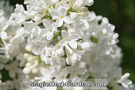 Tumbuhan: Syringa vulgaris (Marechal Foch Common Lilac) - #2