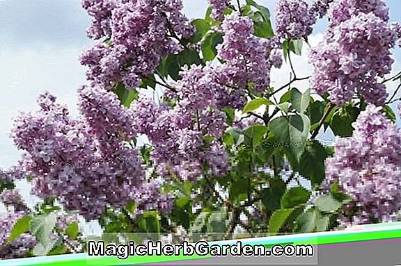 Syringa vulgaris (Nokomis Common Lilac)