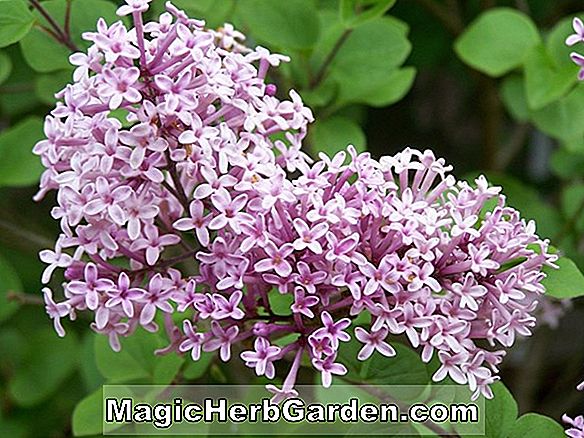 Syringa vulgaris (Belle De Nancy Umum Lilac) - #2