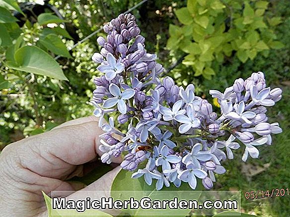 Syringa vulgaris (Presiden Lincoln Common Lilac)