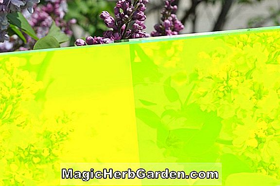Syringa vulgaris (Sylvan Beauty Descanso Lilac) - #2