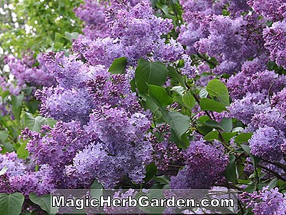 Tumbuhan: Syringa vulgaris (Excel Common Lilac)