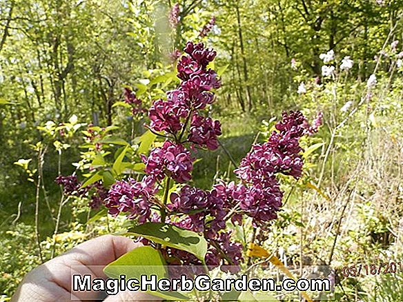 Tumbuhan: Syringa vulgaris (Adelaide Dunbar Common Lilac) - #2