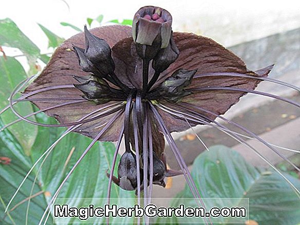 Tacca (Bat Flower)