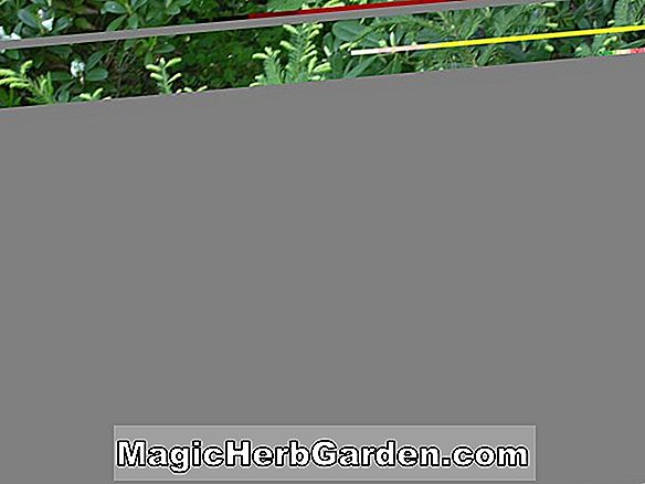 Taxus baccata (Elegantissima English Yew)
