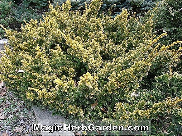 Thuja occidentalis (Tom Thumb American Arborvitae) - #2