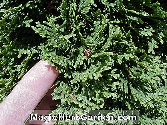 Thuja occidentalis (Sherwood Moss American Arborvitae)