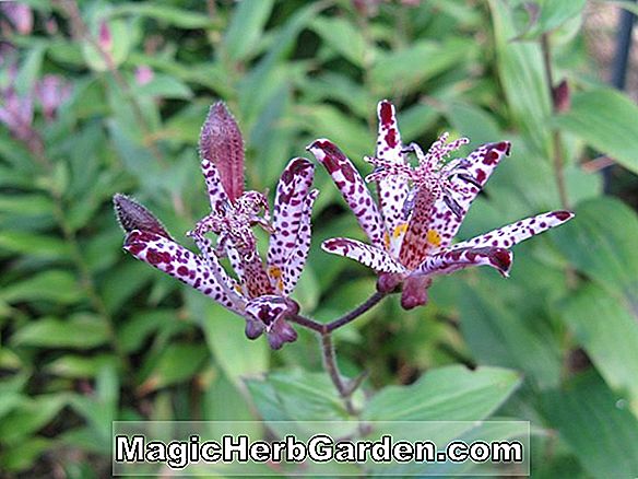Tricyrtis obsumiensis (Toad lily)