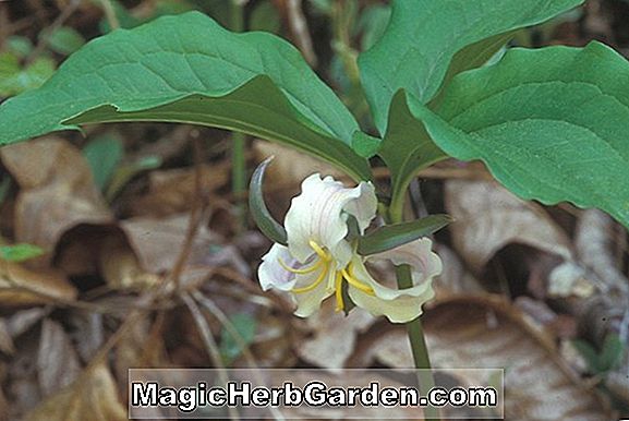 Trillium undulatum (Cat kayu lily)