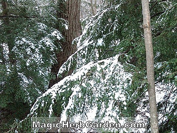 Tsuga canadensis (Summer Snow Canadian Hemlock) - #2