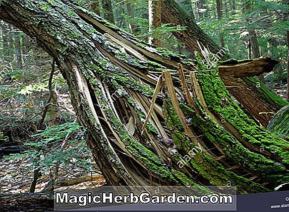 Tumbuhan: Tsuga canadensis (Verkade's Witches Broom Canadian Hemlock) - #2