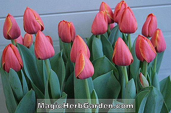 Tumbuhan: Tulipa (Aberdeen Tulip)
