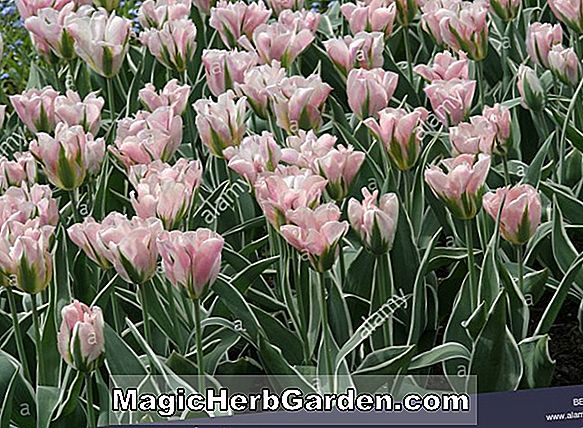 Tulipa (China Pink Tulip)