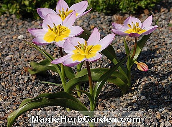 Tulipa (Lilac Time Tulip)