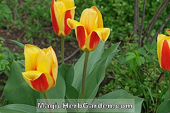 Tulipa biflora (Biflora Tulip)