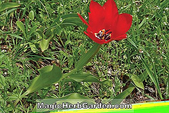 Tulipa fosteriana (Juan Tulip)