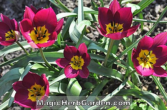 Tulipa pulchella (Persian Pearl Tulip)