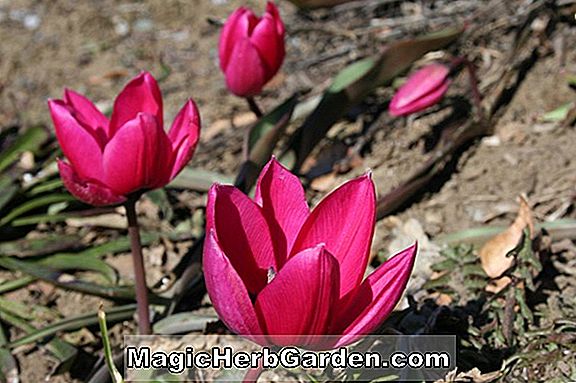 Tulipa pulchella (Odalisque Tulip)