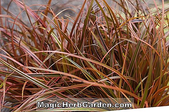 Uncinia (Hook Sedge)