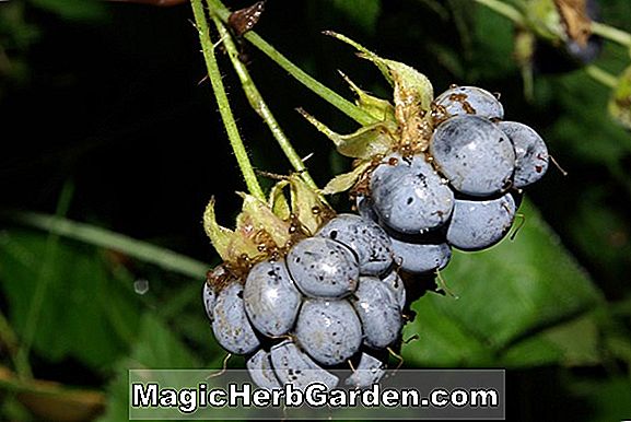 Urceolina pendula (Urceolina Amaryllis)