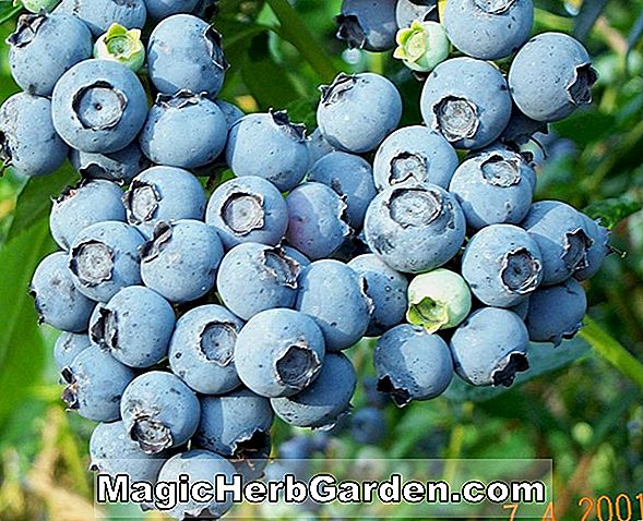 Tumbuhan: Vaccinium ashei (Rabbiteye Blueberry)