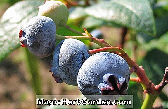 Vaccinium corymbosum (Weymouth Highbush Blueberry)