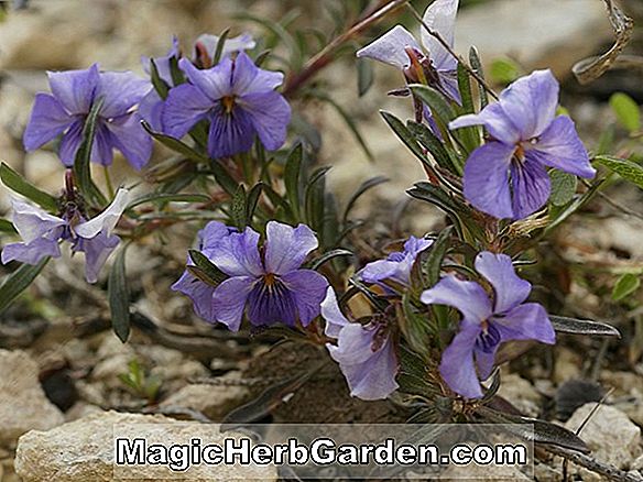 Viola aetolica (Aetolica Violet)