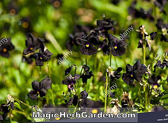 Tumbuhan: Viola tricolor (Bowles Black Viola)