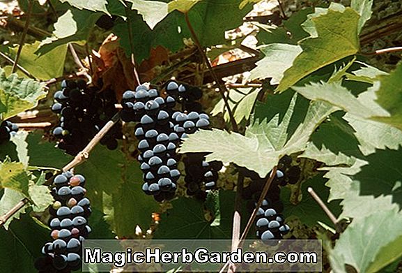 Vitis (Lakemont Seedless Grape)