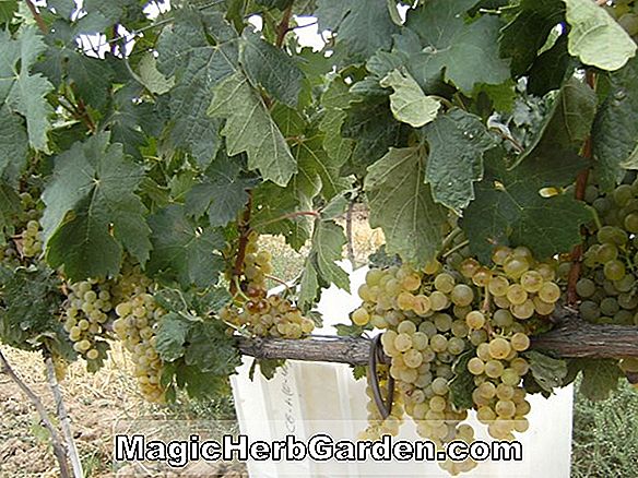 Vitis vinifera (Tempranillo Grape)