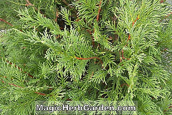 X. Cupressocyparis leylandii (Goldconda Leyland Cypress)