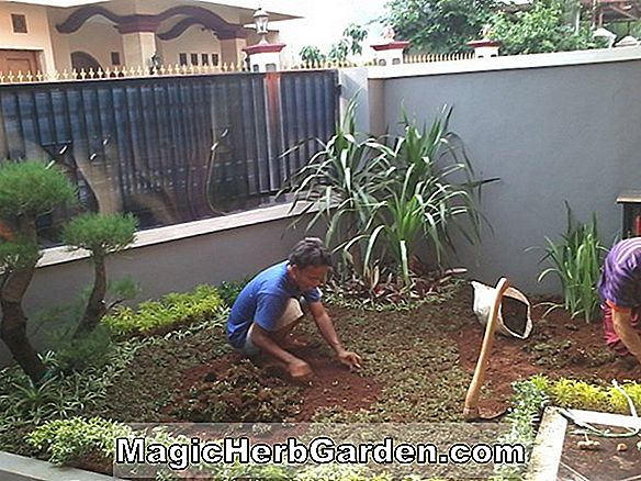Cara membuat kebun rawa